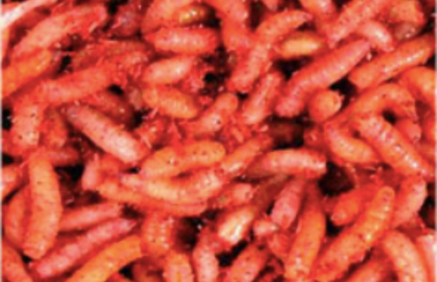 Červi Oranžoví 1l